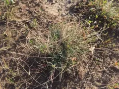 Tumblegrass thumbnail 3