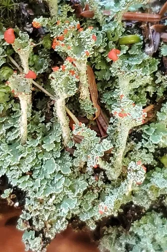 Reptilian Pixie-cup Lichen