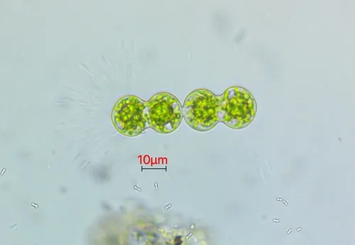 Cosmarium moniliforme