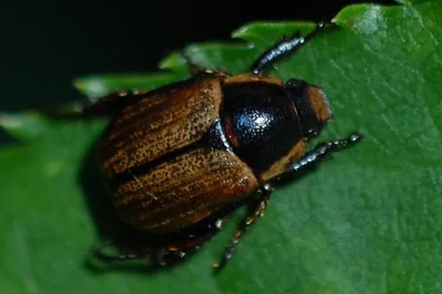 Anomala lucicola