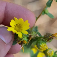 Hairy Gumweed thumbnail 2