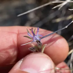 Vinegar Weed thumbnail 2