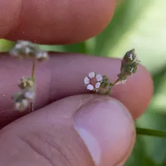 howell's horkelia thumbnail 2