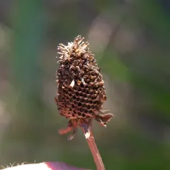 waxy cone-flower thumbnail 2