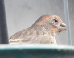 Avian Mycoplasmosis thumbnail 4
