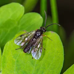 columbine sawfly thumbnail 3