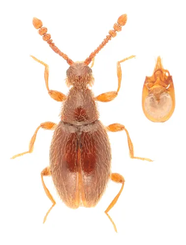 Euconnus trinifer