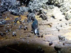 Parakontikia ventrolineata thumbnail 2
