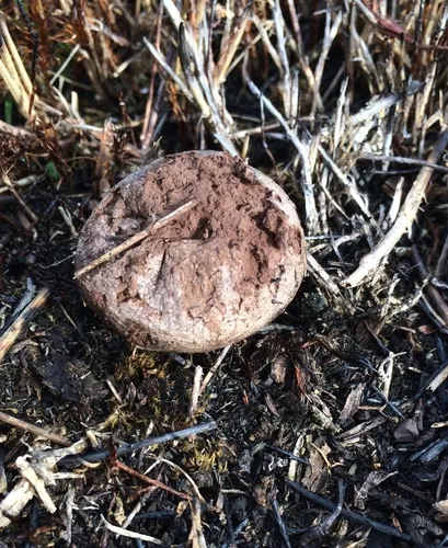 dwarf puffball