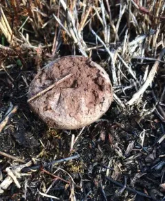 dwarf puffball thumbnail 1
