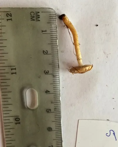 Pholiota brunnescens