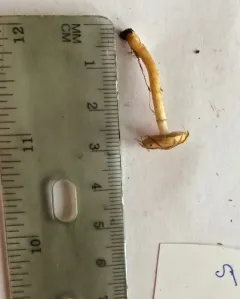 Pholiota brunnescens thumbnail 1