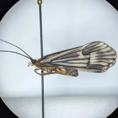 Halesochila taylori thumbnail 2