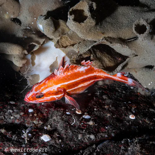 Yelloweye Rockfish