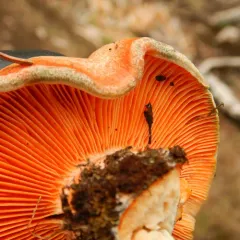 saffron milkcap thumbnail 1