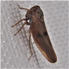 Agalliopsis peneoculata thumbnail 4