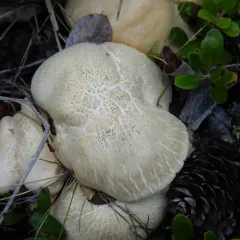 Sheep Polypore thumbnail 3
