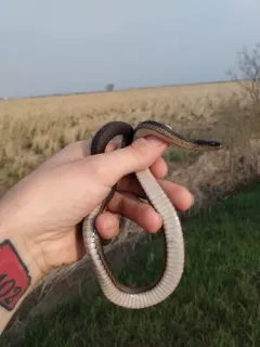Graham's Crawfish Snake thumbnail 3