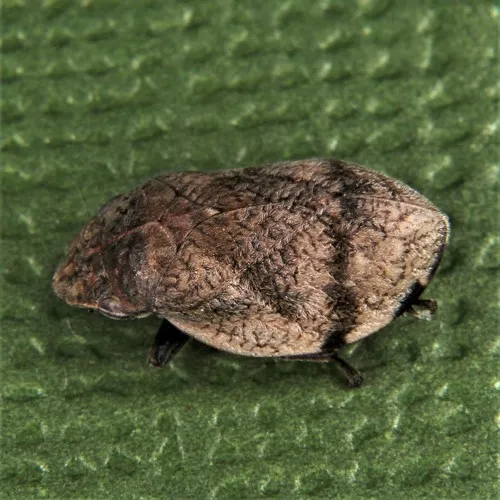 Hill-Prairie Spittlebug