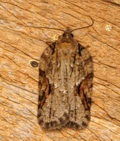 Acleris ptychogrammos thumbnail 2