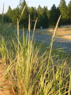 Siberian Lyme Grass thumbnail 3