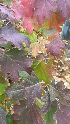 oakleaf hydrangea thumbnail 2