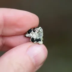 Bloody-heart Lichen thumbnail 4