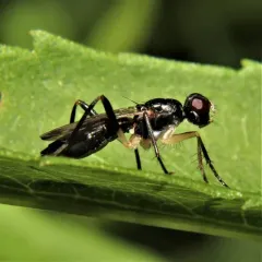 Cordilura varipes thumbnail 4
