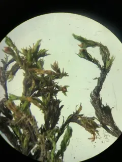 Streamside Schistidium Moss thumbnail 4