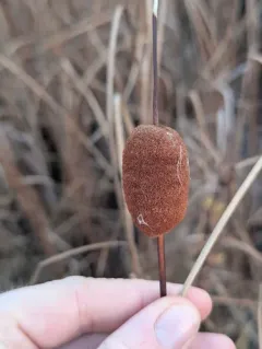 Graceful Cattail thumbnail 2
