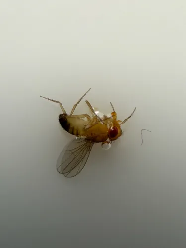 Common Fruit Fly