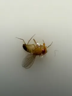 Common Fruit Fly thumbnail 1