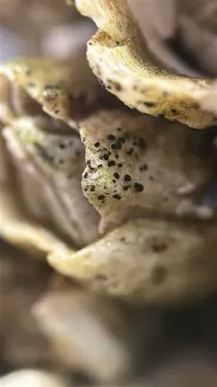 Collemopsidium sublitorale thumbnail 2