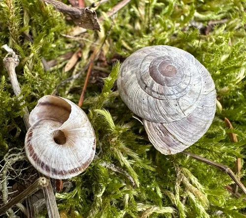 Rocky Mountainsnail