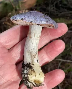 Cortinarius salor thumbnail 1