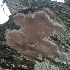 Elbowpatch Crust thumbnail 3