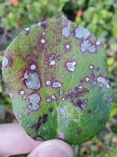 Mycosphaerella gaultheriae thumbnail 2