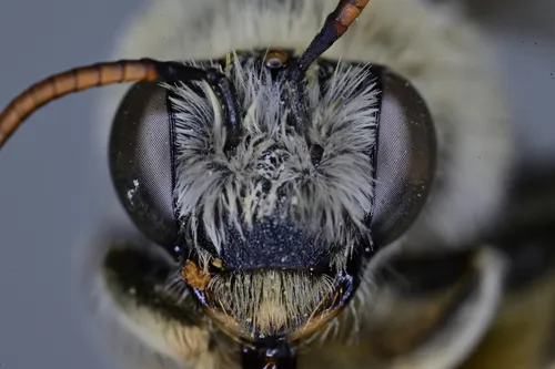 Melissodes saponellus