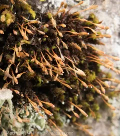 Drummond's Pincushion Moss thumbnail 3