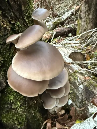 Blue Oyster Mushroom