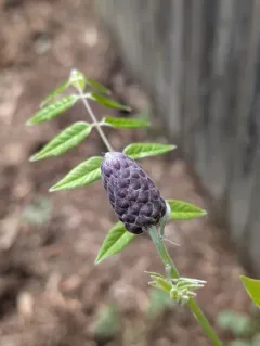 American wisteria thumbnail 1