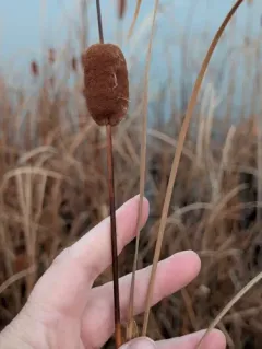 Graceful Cattail thumbnail 3