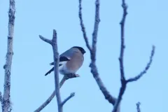 Eurasian Bullfinch thumbnail 2
