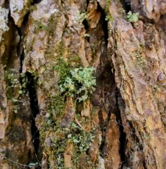 Globe Ball Lichen thumbnail 3