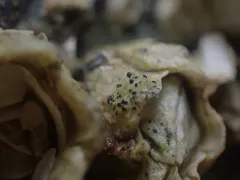 Collemopsidium sublitorale thumbnail 1
