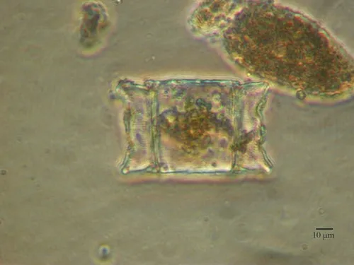 Biddulphia biddulphiana