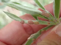 Lupine Leaf Gall Midge thumbnail 2