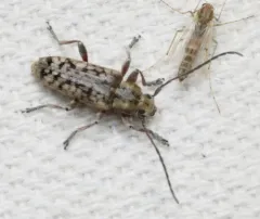 Small Cedar Borer thumbnail 3