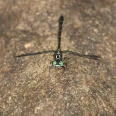 Eastern Least Clubtail thumbnail 1