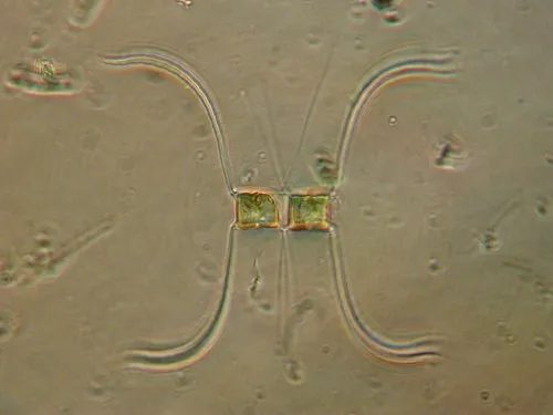 Chaetoceros affinis